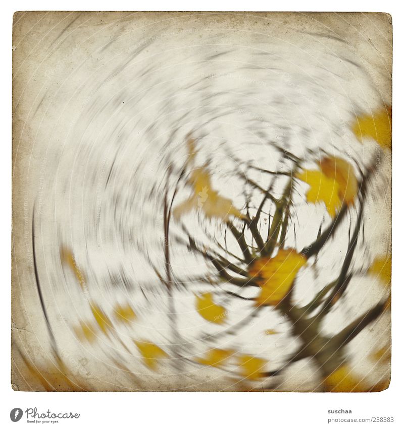 happy 200 für bella .. Umwelt Natur Luft Himmel Herbst Klima Wetter Wind Sturm Baum gelb Ast Blatt rotieren Farbfoto Gedeckte Farben Experiment