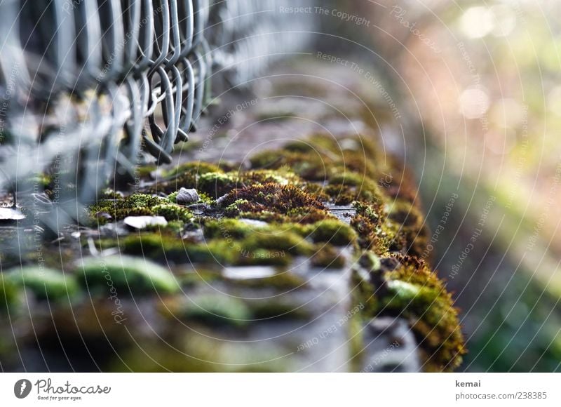 Ca. 200 Mooshügel Umwelt Natur Pflanze Grünpflanze Wildpflanze Gartenzaun Zaun grün Wildwuchs natürlich Farbfoto Gedeckte Farben Außenaufnahme Nahaufnahme