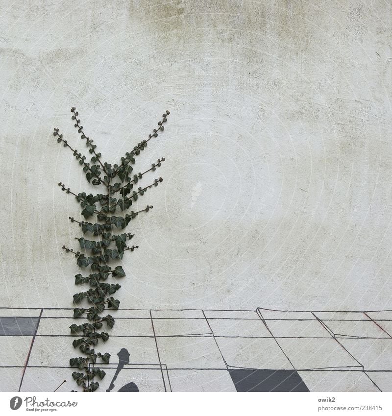 Wachstumspakt Pflanze Blatt Grünpflanze Wildpflanze Ranke Efeu Mauer Wand Fassade Putzfassade eckig einfach hell natürlich grau Farbfoto Außenaufnahme