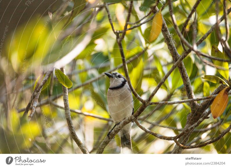 Blauhäher Vogel Cyanocitta cristata Pflanze Baum Sträucher Tier Wildtier Tiergesicht 1 wild blau grün Cyanocitta cristata cristata Barsch Mangrovenbaum Neapel