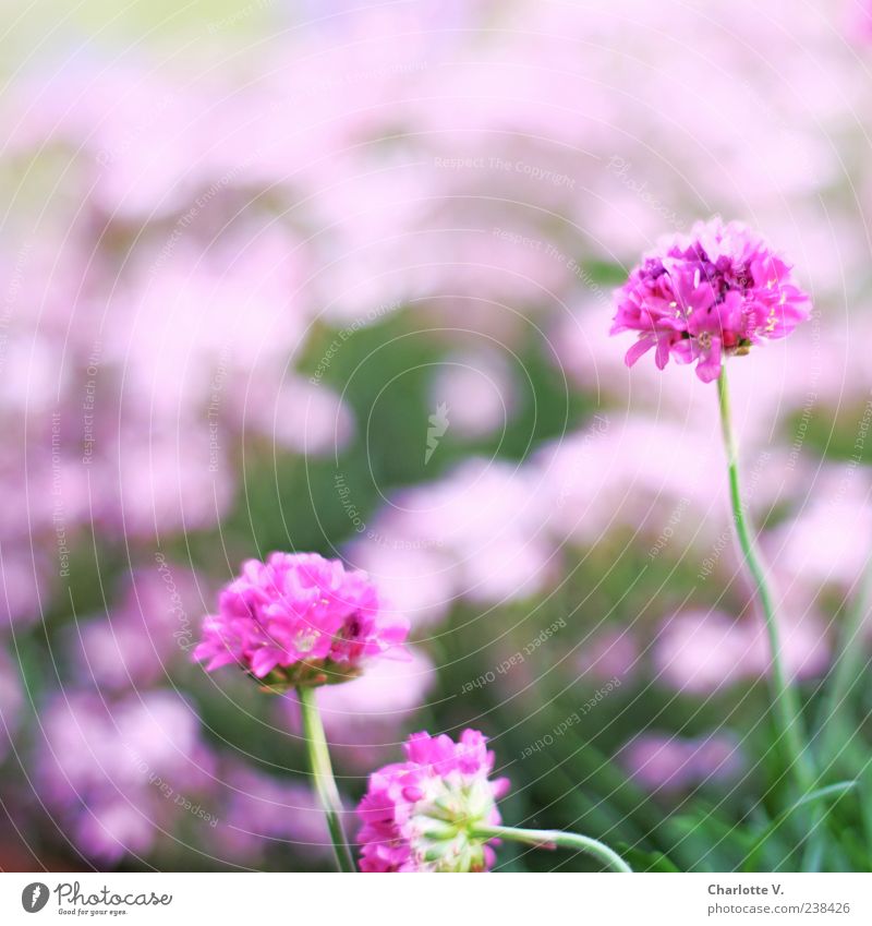 Rosa Pflanze Frühling Blume Blüte Grasnelke ästhetisch schön natürlich grün rosa Frühlingsgefühle einfach elegant Farbe Natur ruhig Farbfoto Außenaufnahme Tag