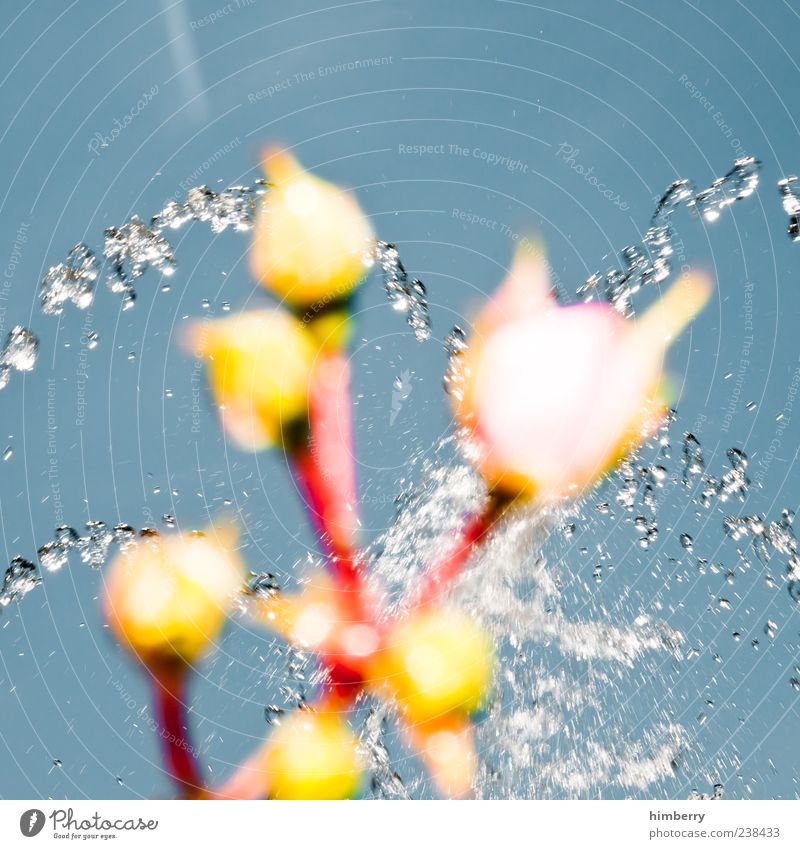 abschluss Umwelt Natur Pflanze Frühling Sommer Wetter Blume Rose Farbfoto mehrfarbig Außenaufnahme Menschenleer Textfreiraum links Textfreiraum rechts