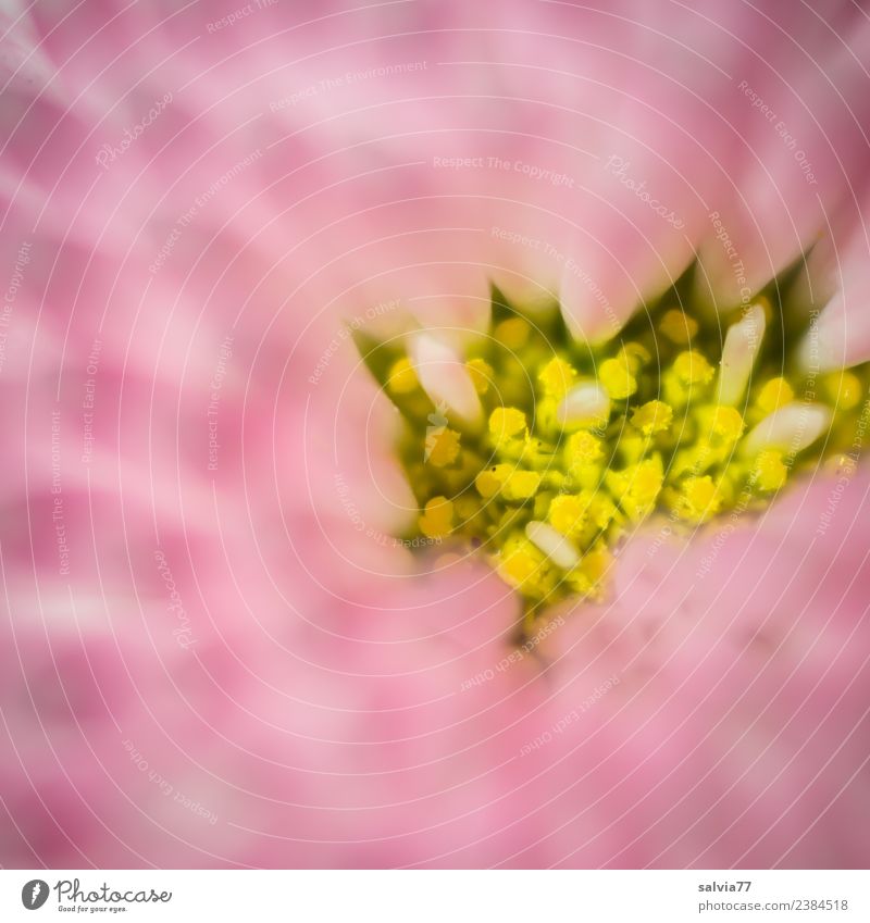 gelbe Insel Natur Pflanze Frühling Blume Blüte Gänseblümchen Pollen Blütenstempel Garten Duft Muster rosa Farbfoto Außenaufnahme Makroaufnahme