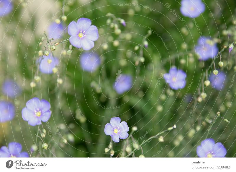 Romantische Blaublüter Natur Pflanze Frühling Blume Blüte Garten Wiese einfach Fröhlichkeit natürlich blau grün violett schön ruhig Leben bescheiden Hoffnung