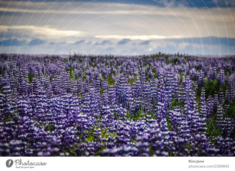 sea of flowers harmonisch ruhig Duft Ferne Camping Insel Umwelt Natur Landschaft Pflanze Luft Himmel Wolken Sonne Sommer Schönes Wetter Blume Blatt Blüte