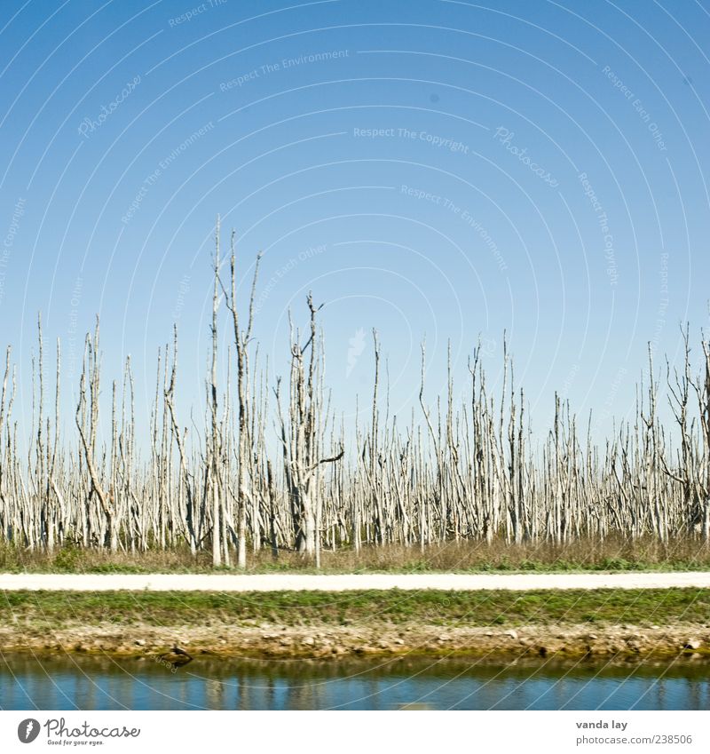 Everglades Umwelt Pflanze Baum Moor Sumpf Fluss Umweltverschmutzung Verfall Vergänglichkeit verlieren Wege & Pfade Symmetrie Holz Durst Wasser Gras Florida USA
