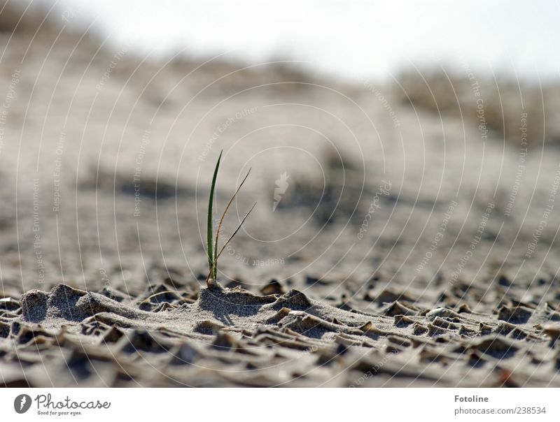 Spiekeroog | Einsamer Kämpfer Umwelt Natur Landschaft Pflanze Urelemente Sand Gras Wildpflanze Küste Nordsee hell nah natürlich grün Einsamkeit Wachstum