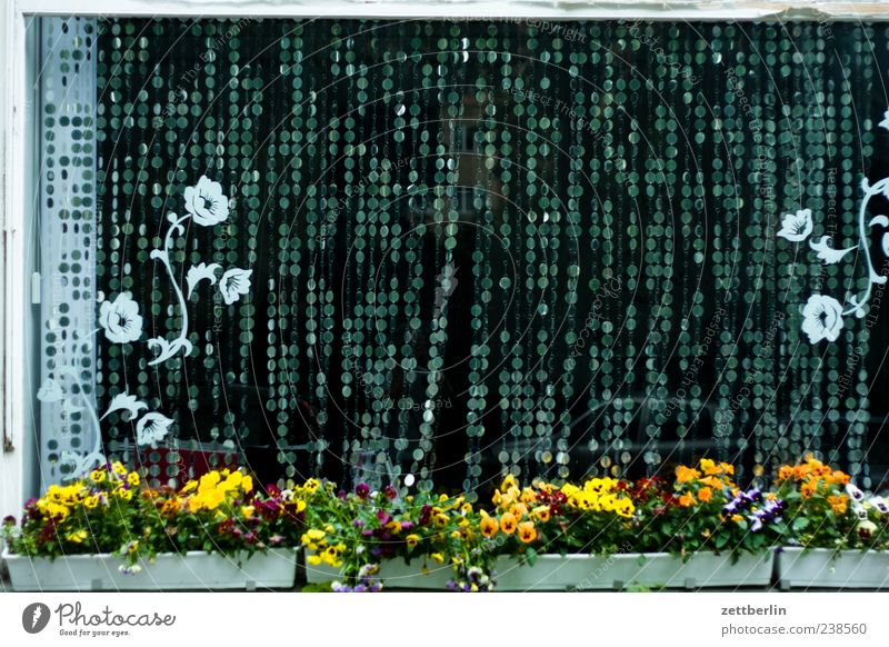 Schaufenster Lifestyle Häusliches Leben Wohnung Stadtzentrum Haus Fenster schön wallroth Blumentopf Blumenkasten Gardine Dekoration & Verzierung Vorhang Pflanze