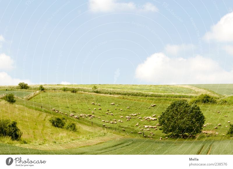 Schäfchenwölkchenbilderbuchidylle Umwelt Natur Landschaft Schönes Wetter Wiese Feld Weide Tier Nutztier Schaf Tiergruppe Herde blau grün Frieden Idylle ruhig