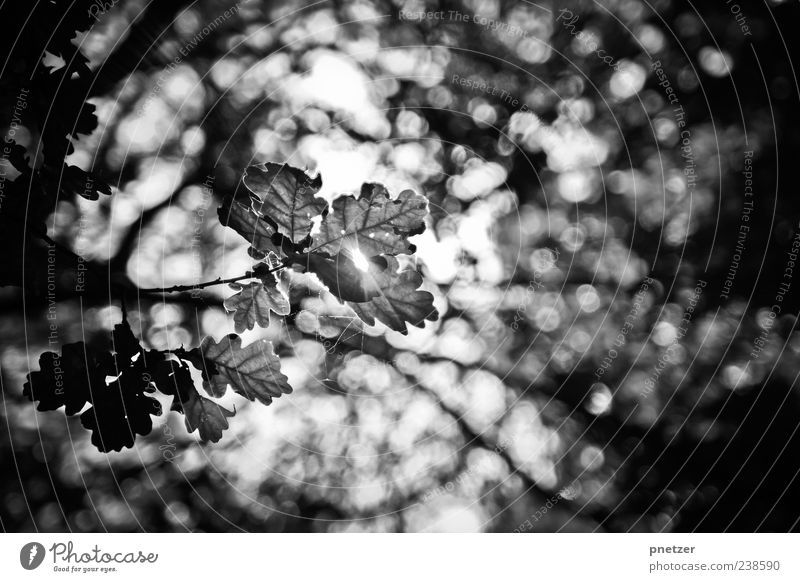 Bokehlove Umwelt Natur Landschaft Pflanze Sommer Herbst Klima Klimawandel Wetter Schönes Wetter Baum Blatt Grünpflanze Wald Urwald hell Gefühle Stimmung Freude