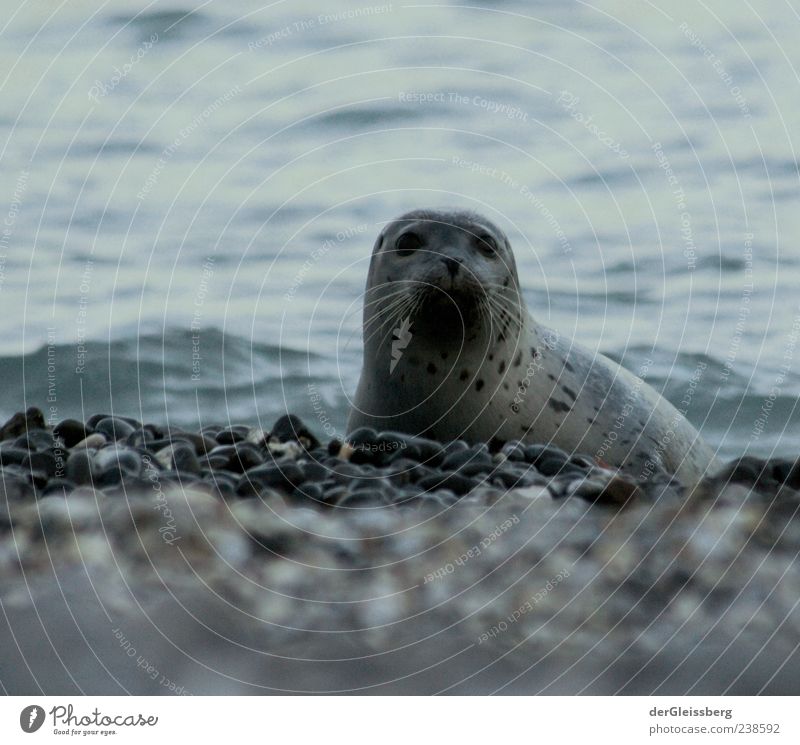 huch? Wasser Wellen Seeufer Nordsee Tiergesicht Robben 1 natürlich grau Blick in die Kamera Stein Strand nass ruhig Farbfoto Gedeckte Farben Detailaufnahme