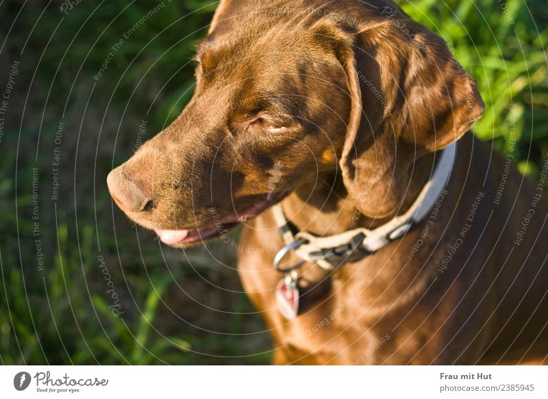 Sonnenhund Natur Sonnenaufgang Sonnenuntergang Schönes Wetter Gras Wiese Fell brünett kurzhaarig Tier Haustier Hund Tiergesicht 1 Denken hängen Jagd sportlich