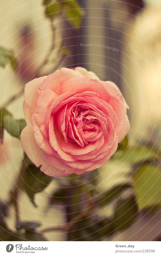 Rose Pflanze Blume Blüte elegant schön Farbfoto Außenaufnahme Nahaufnahme Tag Sonnenlicht Rosenblüte rosa 1 Blühend Menschenleer Blütenblatt
