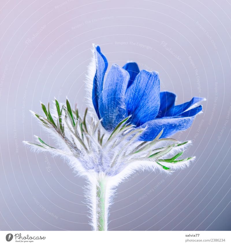 feine Härchen Valentinstag Muttertag Ostern Natur Pflanze Frühling Blume Blüte Kuhschelle Garten Blühend Duft schön blau grau ästhetisch Alternativmedizin weich