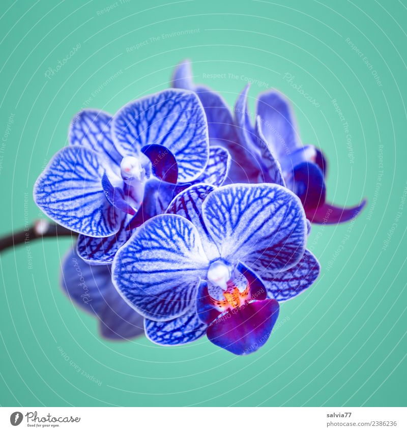 blaue Orchidee schön Wellness harmonisch Wohlgefühl Sinnesorgane ruhig Valentinstag Muttertag Natur Pflanze Blume Blüte exotisch Phalaenopsis Blühend ästhetisch