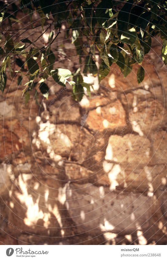 Lichterspiel. Umwelt Pflanze ästhetisch mediterran Mauer Mauerpflanze Mauerstein Lichterscheinung Lichtspiel Lichtbrechung Lichtschein Lichteinfall Schatten