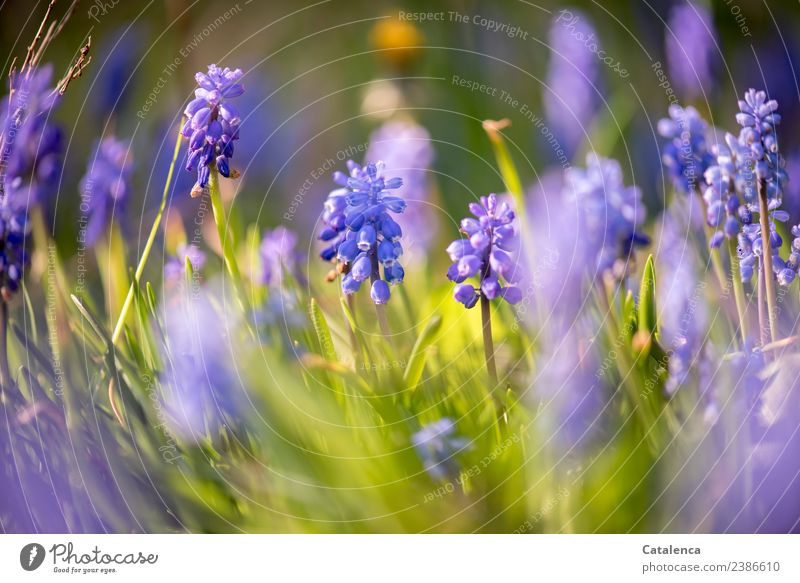 Hyazinthen im Abendlicht Pflanze Frühling Schönes Wetter Blume Blatt Blüte Garten Duft verblüht ästhetisch schön blau gelb grün violett Stimmung Vorfreude