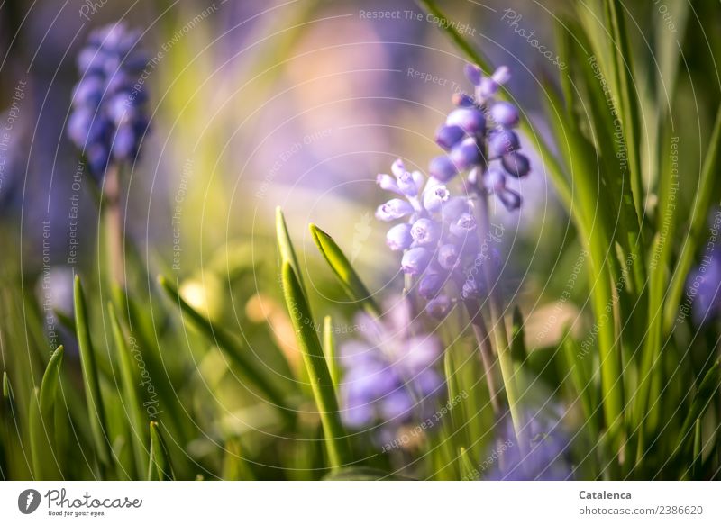 Hyazinthen im Abendlicht II Pflanze Frühling Schönes Wetter Blume Blatt Blüte Garten Duft verblüht Wachstum schön blau gelb grün violett Stimmung Fröhlichkeit