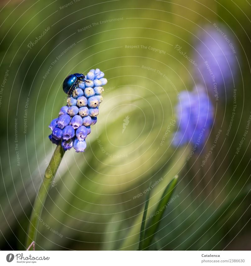 Himmelblauer Blattkäfer krabbelt eine Traubenhyazinthe hinauf Natur Pflanze Tier Frühling Schönes Wetter Blume Blüte Hyazinthe Garten Käfer 1 Blühend Duft