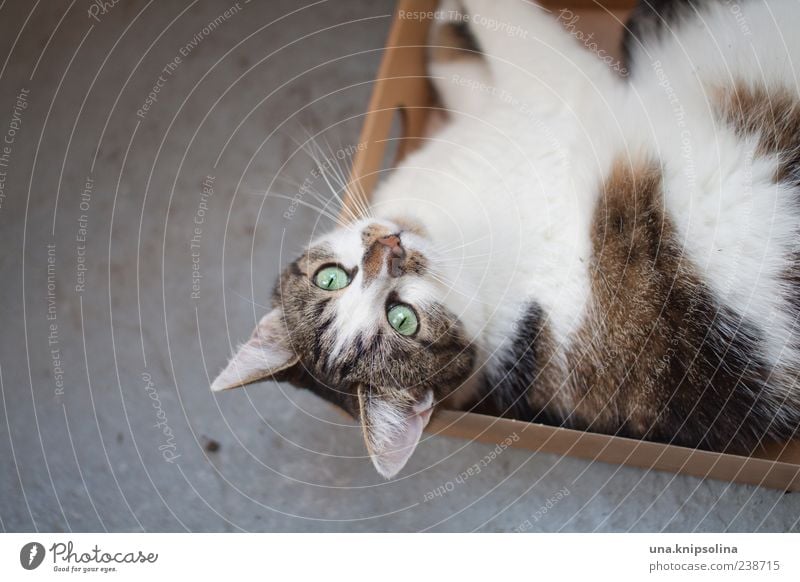 ab inne kiste! Tier Haustier Katze 1 Verpackung Paket Kasten beobachten Erholung liegen warten faulenzen Textfreiraum links Fell ruhig Farbfoto Gedeckte Farben