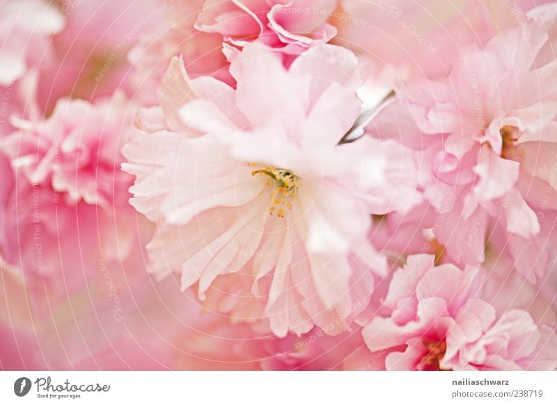 Rosa Blüten Natur Pflanze Frühling Blume ästhetisch rosa zerbrechlich Pastellton Farbfoto mehrfarbig Außenaufnahme Menschenleer Schwache Tiefenschärfe zart