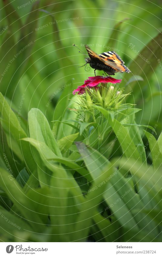flutter by Ausflug Sommer Umwelt Natur Landschaft Pflanze Tier Frühling Gras Blatt Blüte Garten Park Wiese Schmetterling klein Farbfoto Außenaufnahme