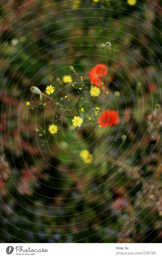 grün gelb und rot Umwelt Natur Pflanze Frühling Sommer Blume Gras Grünpflanze Wildpflanze mehrfarbig Farbfoto Außenaufnahme Detailaufnahme Menschenleer