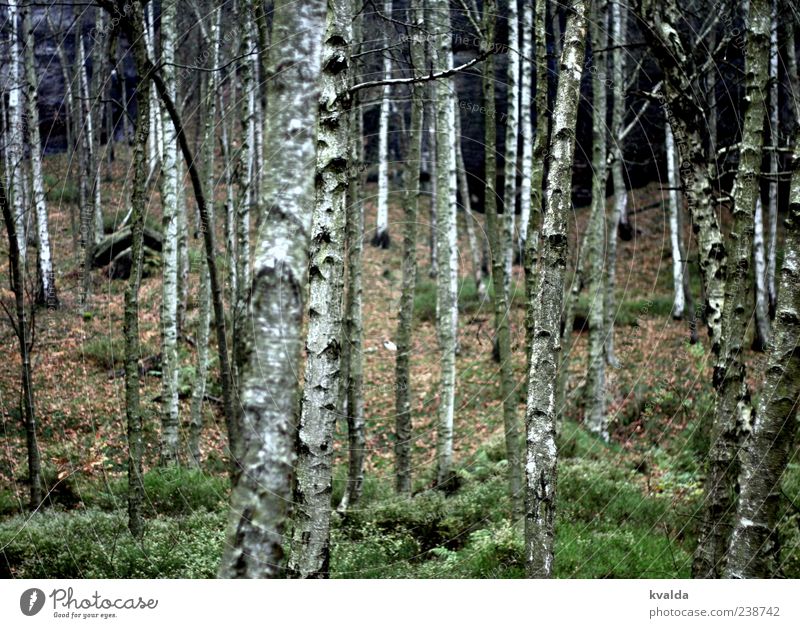 Birkenwald Natur Landschaft Pflanze Herbst Baum Wald grün weiß ruhig Birkenrinde herbstlich Farbfoto Außenaufnahme Menschenleer Tag Zentralperspektive Baumstamm