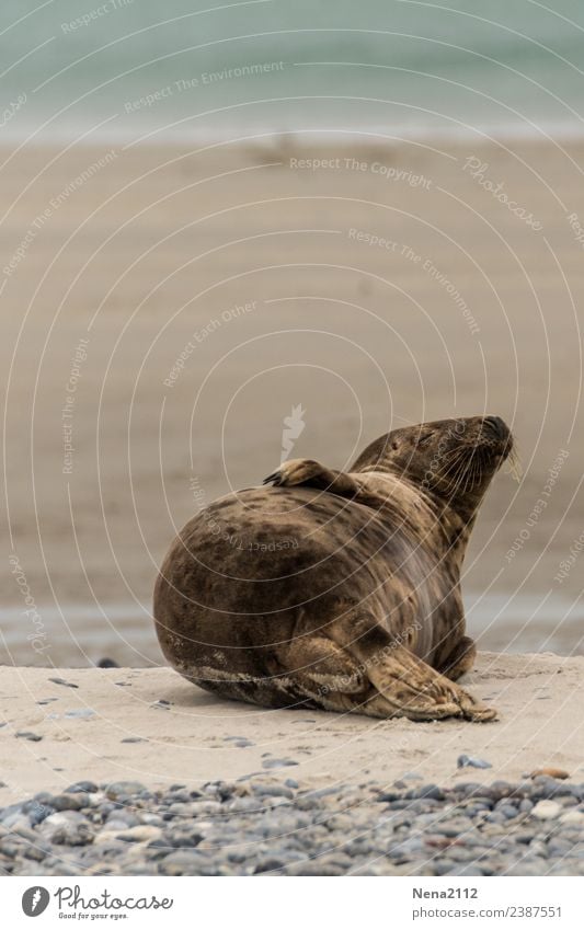 Sonnenbad | Lebensart Umwelt Natur Tier Sand Wasser Küste Strand Nordsee Ostsee Meer Insel genießen liegen schlafen helgoland Robben wild Wildtier Landraubtier