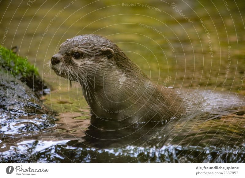 Neugieriger Fischotter Tier Wasser Flussufer Wildtier Zoo Otter 1 Schwimmen & Baden Spielen nass niedlich Willensstärke Mut Tatkraft Abenteuer Blick Tierliebe