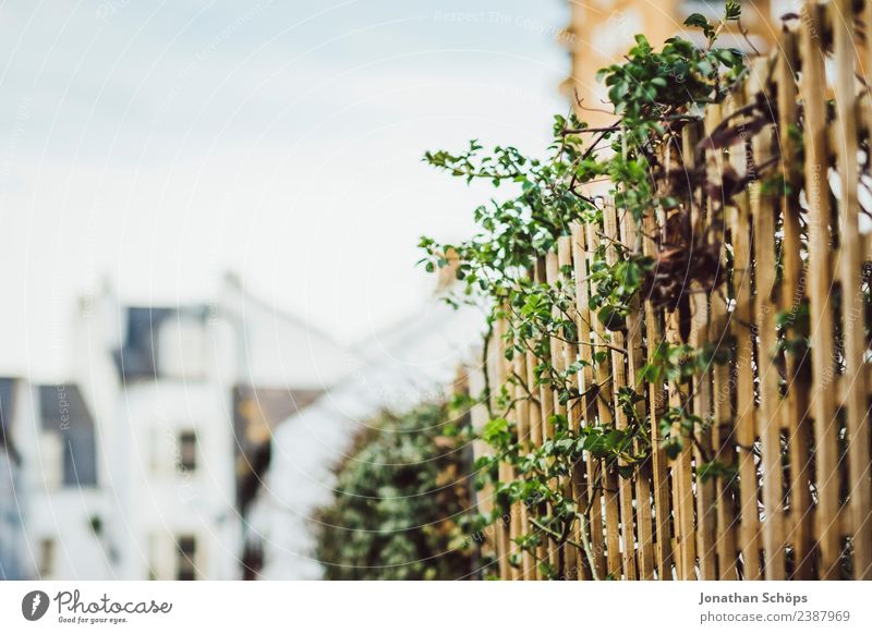 Zaun, Gartengrenze, Brighton, England Stadt grün Holzzaun stadtbild Stadtrand Schwache Tiefenschärfe Außenaufnahme Farbfoto Menschenleer Hintergrundbild