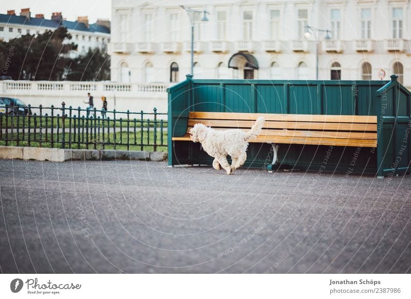 Hund rennt vor Sitzbank, Strandpromenade, Brighton, England Stadt Hafenstadt Stadtrand Tier Haustier 1 ästhetisch Fröhlichkeit Lebensfreude Mut Uferpromenade
