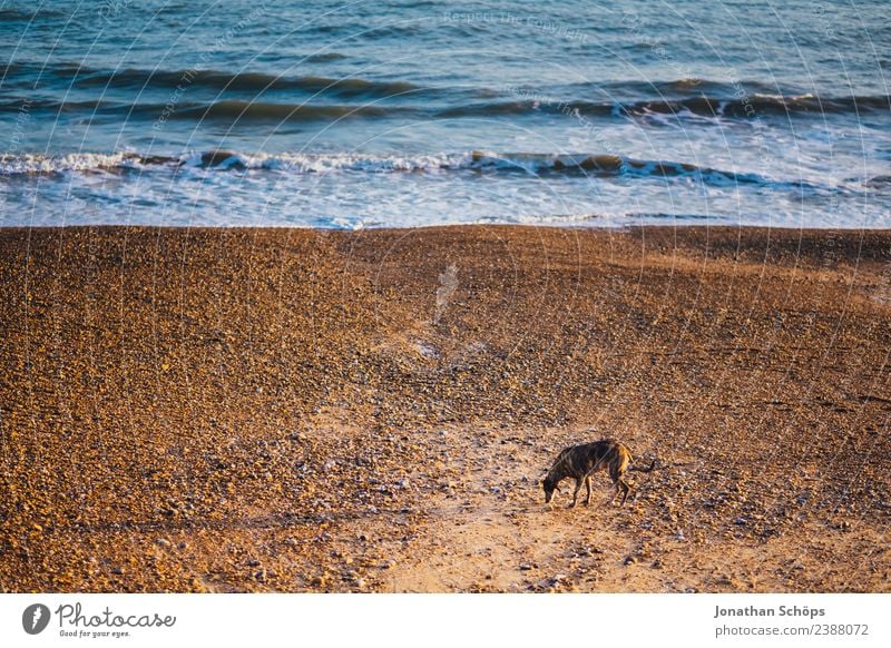 Hund allein am Strand Wasser Wellen Küste Meer Steinstrand Brighton Großbritannien Europa Hafenstadt Tier Haustier 1 Armut Traurigkeit Wege & Pfade Suche