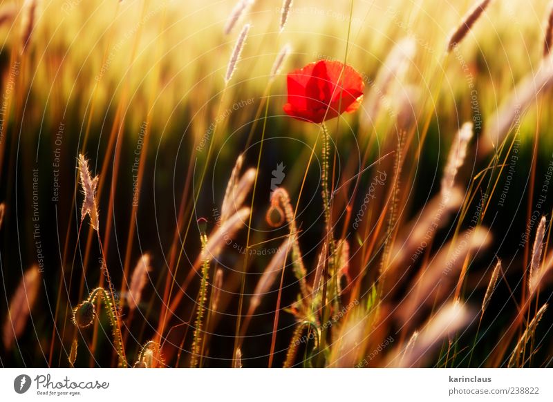 Mohn auf dem Feld Natur Landschaft Pflanze Sonnenaufgang Sonnenuntergang Sonnenlicht Sommer Gras Blüte Wildpflanze Wiese gelb rot Klima Umwelt Jahreszeiten