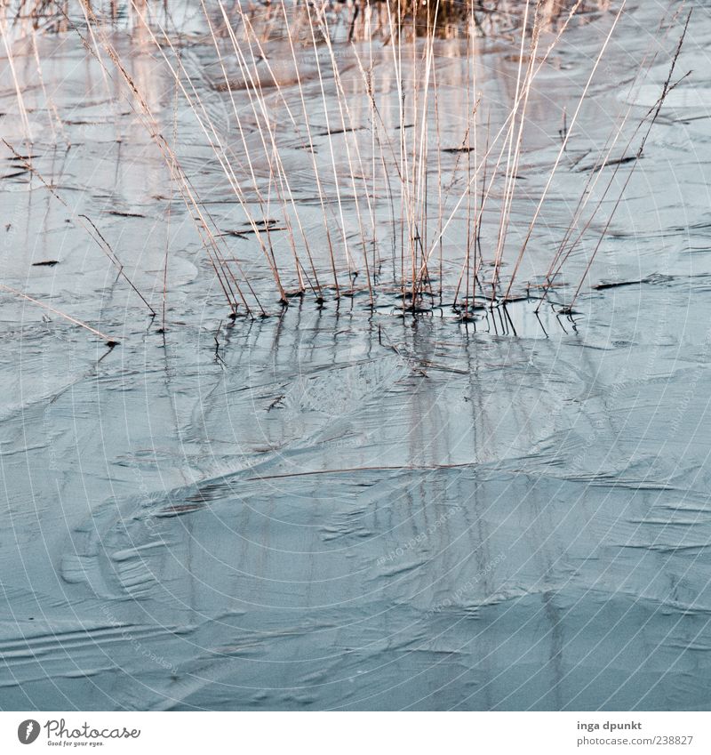 Eiskalt Umwelt Natur Pflanze Urelemente Wasser Klima Frost Gras Teich See natürlich blau grau gefroren Eisblumen Farbfoto Außenaufnahme Menschenleer