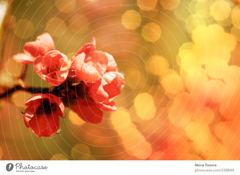 [80] Sparkling Natur Wassertropfen Frühling Pflanze Blüte Blühend glänzend leuchten Duft nah nass braun gelb grün rosa Frühlingsgefühle ästhetisch Unschärfe