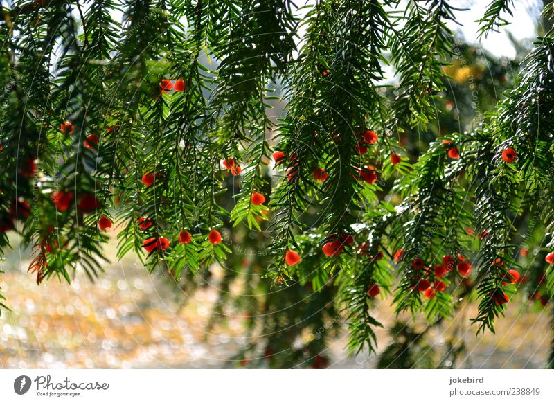 leuchtend rot Baum Nadelbaum Samen Eibe grün Natur Farbfoto Außenaufnahme Menschenleer Sonnenlicht