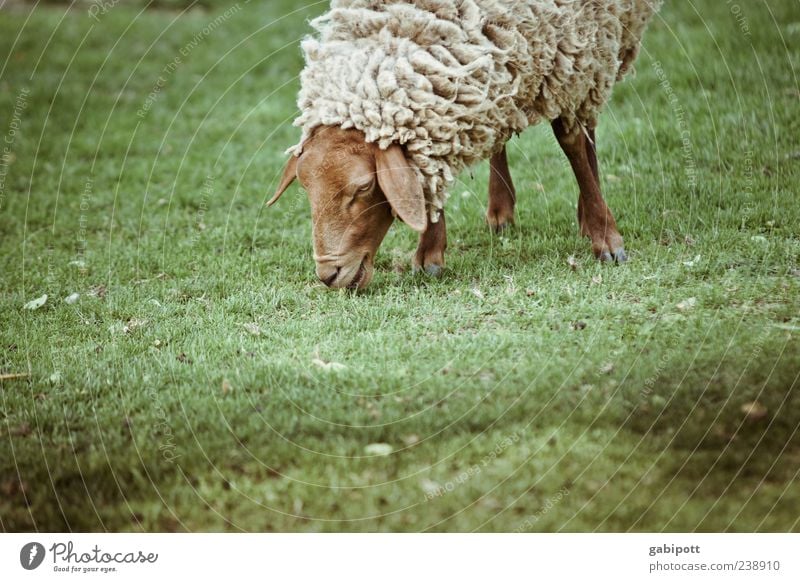Noch ein Tag im Zoo [no6] Tier Nutztier Tiergesicht Fell Schaf 1 stehen dick kuschlig niedlich braun grün Glück Zufriedenheit Lebensfreude nachhaltig Natur