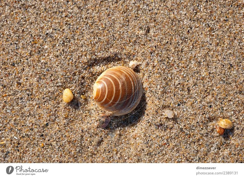 Muschel auf dem Sand Design Erholung Ferien & Urlaub & Reisen Tourismus Sommer Sonne Strand Meer Natur Küste natürlich Idylle tropisch Panzer marin Hintergrund