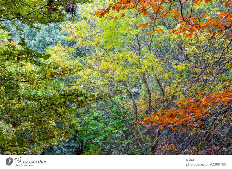 Laub Ferien & Urlaub & Reisen Ausflug Abenteuer Ferne Umwelt Natur Landschaft Pflanze Baum Grünpflanze Wald Urwald Insel Madeira natürlich mehrfarbig gelb grün