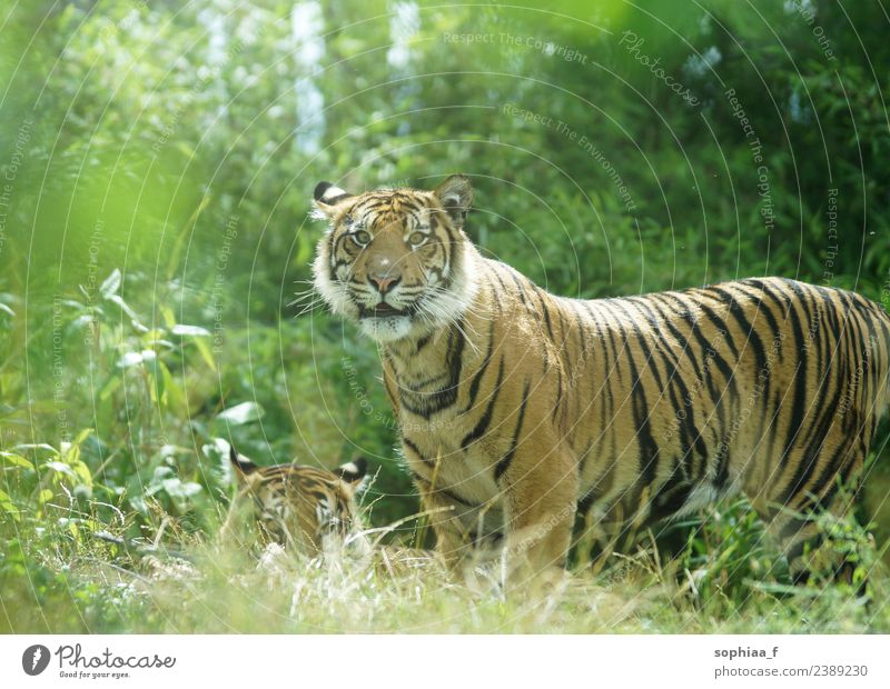 Tigerpaar im Dschungel, wachsamer Tiger steht und schaut in die Kamera zuschauend Stehen Buchse versteckend bewachen Bewachung Sträucher männlich Gras behüten