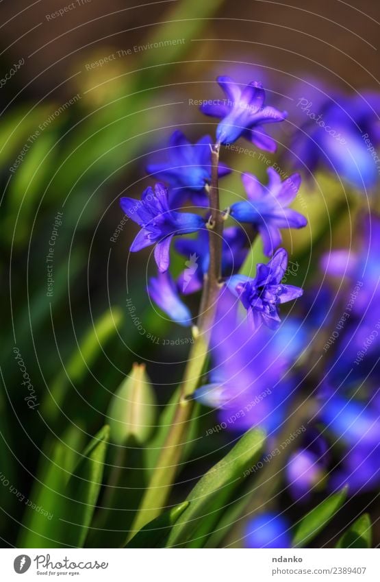 blühende blaue Hyazinthe Natur Pflanze Frühling Blume Blüte Blühend frisch natürlich grün Farbe Hintergrund geblümt Beautyfotografie Jahreszeiten Blütenblatt