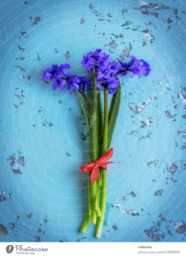 Blumenstrauß aus blauen Hyazinthen Feste & Feiern Muttertag Geburtstag Natur Pflanze Frühling Blüte Blühend frisch natürlich grün Farbe Hintergrund geblümt