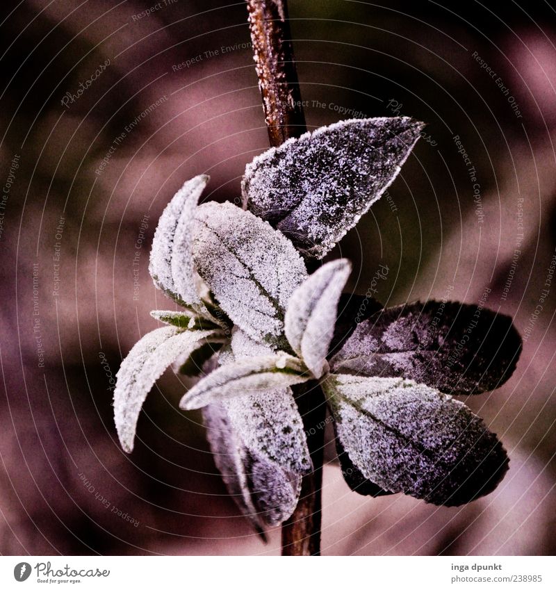 Eisblümchen Umwelt Natur Pflanze Winter Klima Frost Sträucher Blatt Wildpflanze kalt schwarz weiß Gefühle Außenaufnahme Menschenleer Morgen Schatten