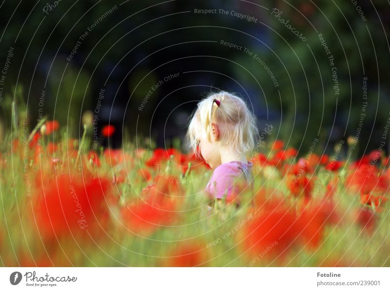St. Particula-Day Mensch Kind Mädchen Kindheit Kopf Haare & Frisuren Umwelt Natur Landschaft Pflanze Sommer Blume Blüte Wiese Feld hell natürlich Wärme grün rot