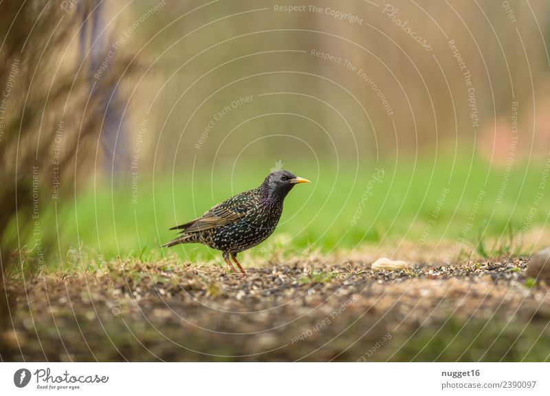 Star Umwelt Natur Pflanze Tier Frühling Sommer Herbst Klima Wetter Schönes Wetter Gras Sträucher Garten Park Wiese Feld Wildtier Vogel Tiergesicht Flügel