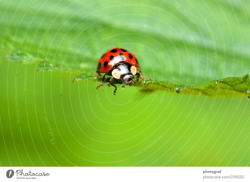 Marienkäfer Tier Käfer 1 Farbfoto Außenaufnahme Menschenleer Tag Tierporträt Blick nach vorn Glücksbringer gepunktet Textfreiraum unten Natur grün Blatt