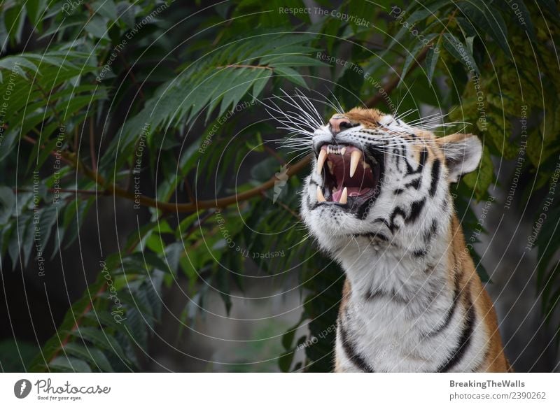 Nahaufnahme des Vorderbilds eines jungen sibirischen Tigers, der brüllt. schön Gesicht Natur Baum Wald Tier Wildtier Katze Tiergesicht Zoo 1 wild grün amur