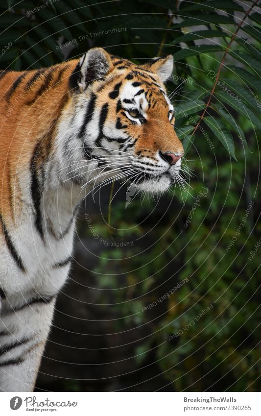 Nahaufnahme des Profilporträts eines jungen sibirischen Tigers Natur Tier Baum Wald Wildtier Katze Zoo 1 beobachten wild grün Wachsamkeit amur Seite Panthera