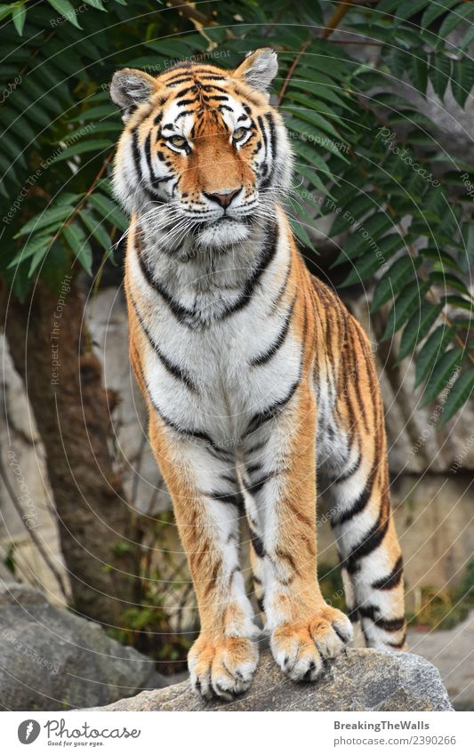 Nahaufnahme des Vorderbilds eines jungen sibirischen Tigers in voller Länge. Natur Tier Felsen Wildtier Katze 1 Stein beobachten stehen niedlich wild